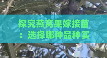 探究燕窝果嫁接苗：选择哪种品种实现优质高产效益