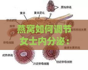 燕窝如何调节女士内分泌：全面解析其功效与作用机制