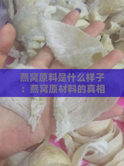 燕窝原料是什么样子：燕窝原材料的真相揭秘