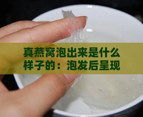 真燕窝泡出来是什么样子的：泡发后呈现一丝丝状的样子