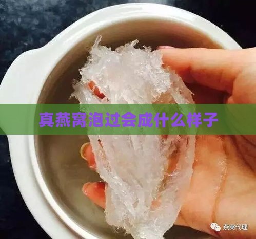 真燕窝泡过会成什么样子