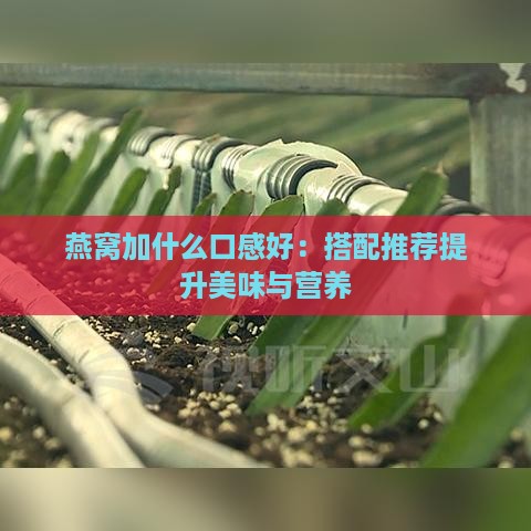 燕窝加什么口感好：搭配推荐提升美味与营养