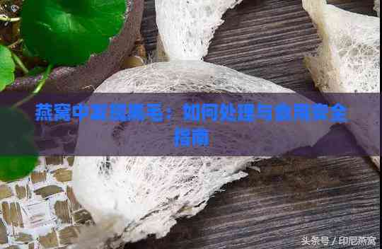 燕窝中发现黑毛：如何处理与食用安全指南