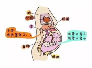 孕妇全孕期燕窝食用指南：更佳时间、频率与注意事项解析