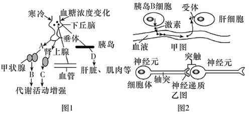 燕窝的形状是怎么形成的原因及其形成过程解析