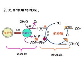 燕窝的形状是怎么形成的原因及其形成过程解析