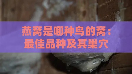 燕窝是哪种鸟的窝：更佳品种及其巢穴特点解析