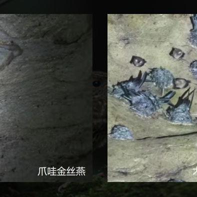 燕窝说成鸟窝什么意思呀