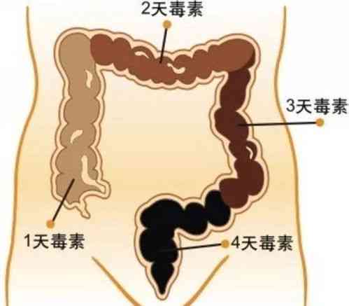 探究燕窝过量食用引起的症状及其成因分析