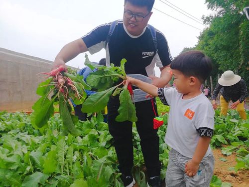 燕窝是从什么地方采摘的：更佳采摘地点及生长来源揭秘