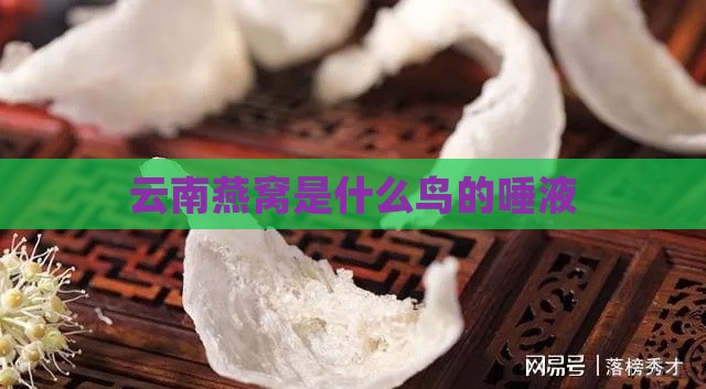 云南燕窝是什么鸟的唾液