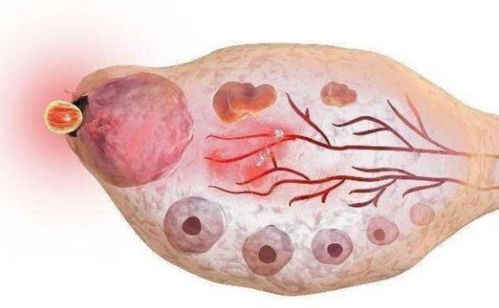 燕窝有助于卵巢保养吗：女性食用燕窝滋养卵巢的好处探究