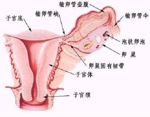 什么燕窝对卵巢长得好些