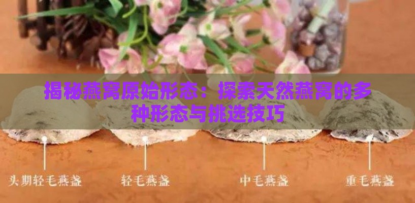 揭秘燕窝原始形态：探索天然燕窝的多种形态与挑选技巧