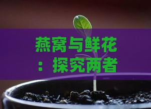 燕窝与鲜花：探究两者的本质差异与独特价值