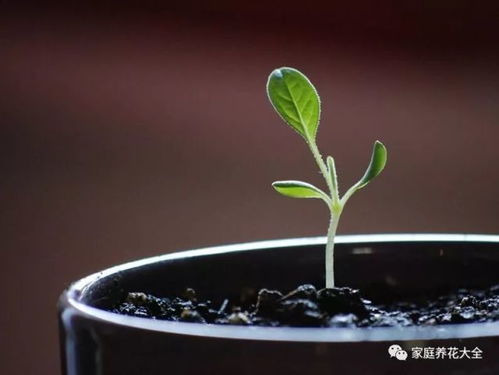 燕窝与鲜花：探究两者的本质差异与独特价值