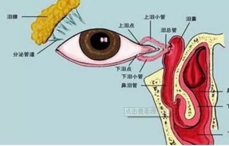 探秘燕窝：精选金丝燕喉部珍贵分泌物制作而成