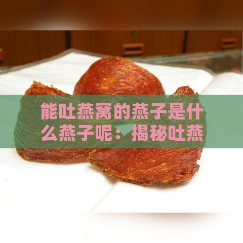 能吐燕窝的燕子是什么燕子呢：揭秘吐燕窝的燕子品种之谜