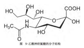 '探究燕窝中唾液酸含量更高的部位及其营养价值'