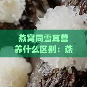 燕窝同雪耳营养什么区别：燕窝与雪耳的营养价值对比分析