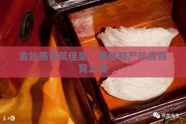 金丝燕首筑佳巢，揭秘初产珍贵燕窝之美