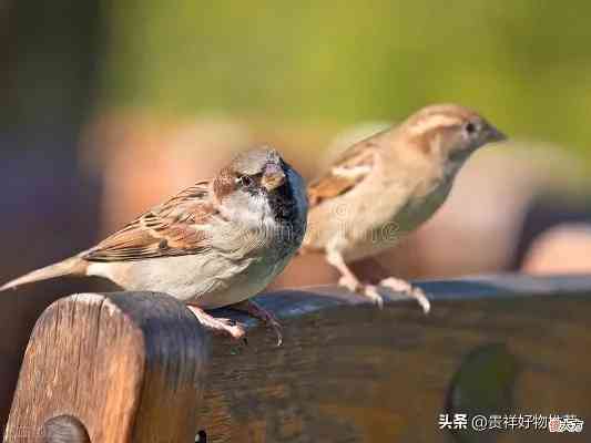 麻雀争燕窝有什么讲究没：麻雀抢燕窝的寓意、预示及易学解读