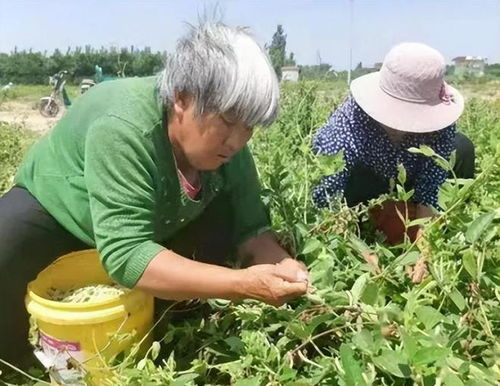 捣燕窝的农民叫什么名字