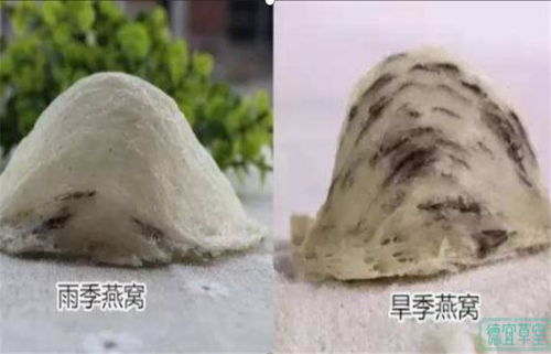 探讨雨季与旱季燕窝价格差异及其影响因素对比分析