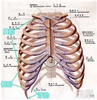 探究右侧肋骨疼痛的多种可能原因与应对方法