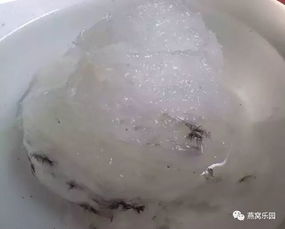 燕窝泡发技巧：如何选择泡燕窝的更佳水质与处理方法