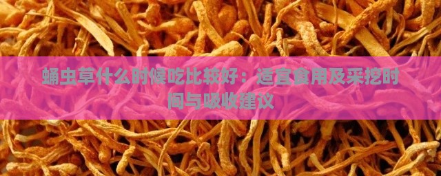 蛹虫草什么时候吃比较好：适宜食用及采挖时间与吸收建议