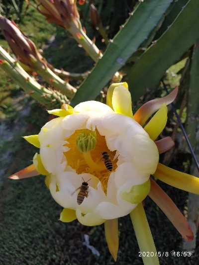 燕窝果什么时候才开花呢