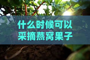 什么时候可以采摘燕窝果子及食用时机探讨