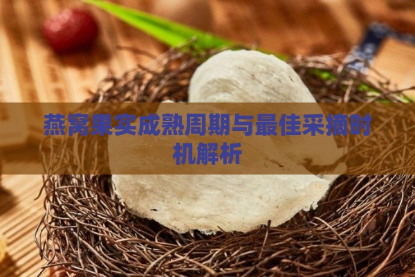 燕窝果实成熟周期与更佳采摘时机解析