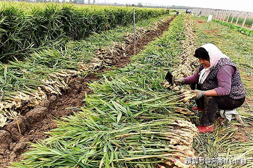 燕窝更佳采收季节与时间揭秘