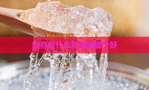 雪燕是什么和燕窝哪个好