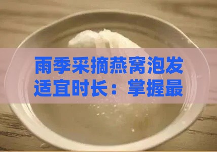 雨季采摘燕窝泡发适宜时长：掌握更佳泡发技巧