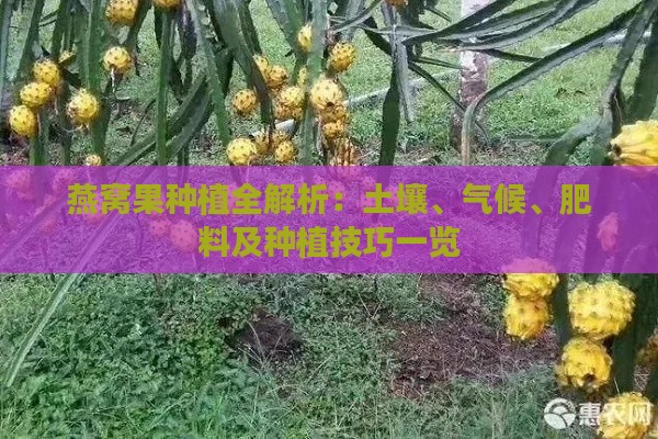 燕窝果种植全解析：土壤、气候、肥料及种植技巧一览