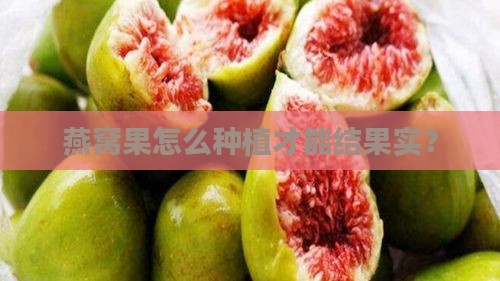 燕窝果怎么种植才能结果实？