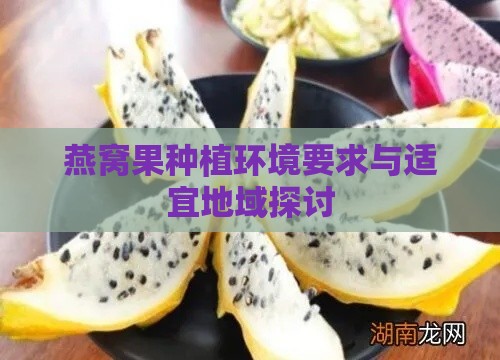 燕窝果种植环境要求与适宜地域探讨