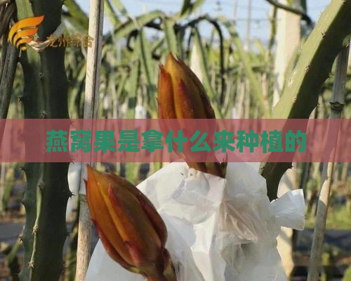 燕窝果是拿什么来种植的