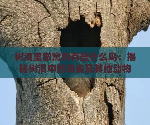 树洞里做窝的有些什么鸟：揭秘树洞中的鸟类及其他动物