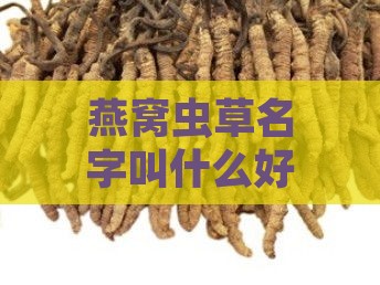 燕窝虫草名字叫什么好听且好记？