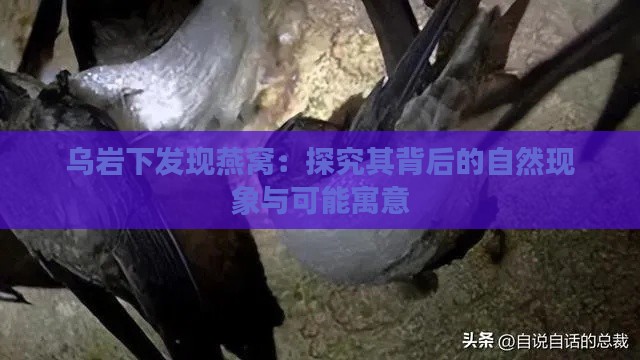 乌岩下发现燕窝：探究其背后的自然现象与可能寓意