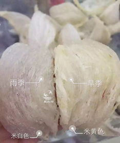 挑选优质可食用燕窝的标准与秘诀