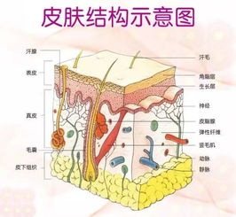 燕窝里面是什么成分及其作用与组成成分解析