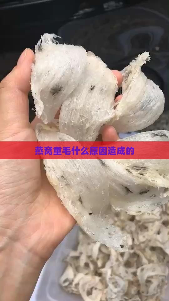 燕窝重毛什么原因造成的