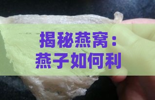 揭秘燕窝：燕子如何利用唾液及其他天然原料筑巢