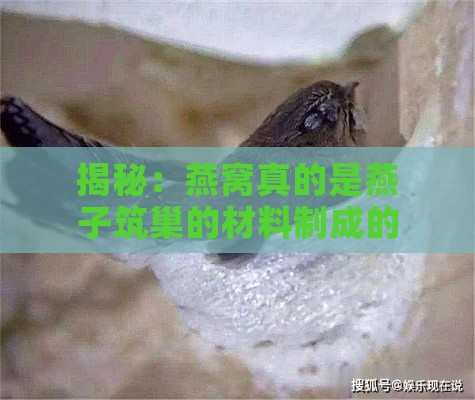 揭秘：燕窝真的是燕子筑巢的材料制成的吗？