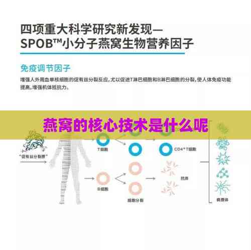 燕窝的核心技术是什么呢